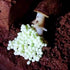 Generic 20- 50g Snail Egg Incubation Kit + Snail Feed
