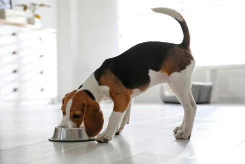 Van Ness Pets Small Non Tip Stainless Steel Dog Bowl, 16 OZ Food and Water Dish, Wide Base Prevents Spills, Silver