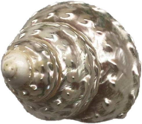 GENERIC 1PC Conch.(3.5Inch ~4inch) Natural Fluorescent Can be Used as Hermit Crab Replacement Shells, Fish Tank