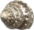 GENERIC 1PC Conch.(3.5Inch ~4inch) Natural Fluorescent Can be Used as Hermit Crab Replacement Shells, Fish Tank