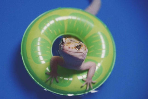 3.74 Inch Lizard Bath Collar Ring, Swimming Rings for Bearded Dragon, Leopard Gecko, Amphibians Cage Accessories