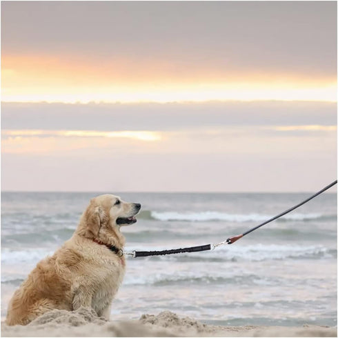 MayPaw Bungee Dog Leash Extension, 18" Reflective Shock Absorbing Lead for Dog Walking