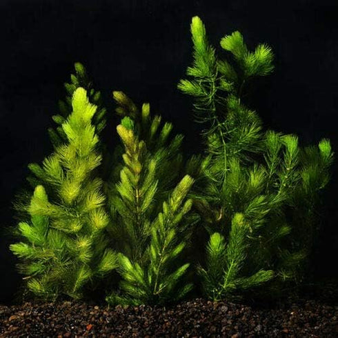TruBlu Supply 2 1 Hornwort Coontail Live Aquarium Frehswater Plant Planted Tank Beginner - Buy Get