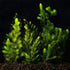 TruBlu Supply 2 1 Hornwort Coontail Live Aquarium Frehswater Plant Planted Tank Beginner - Buy Get