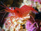 Four (4) Peppermint Shrimp for Saltwater Reef Aquarium Live Shrimp Aiptasia Fish