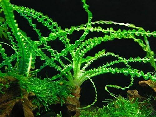 AquaLeaf Aquatics Crinum Calamistratum Onion Plant - Easy Tropical Live Aquarium Plant