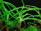 AquaLeaf Aquatics Crinum Calamistratum Onion Plant - Easy Tropical Live Aquarium Plant