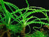 AquaLeaf Aquatics Crinum Calamistratum Onion Plant - Easy Tropical Live Aquarium Plant