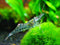 Generic 35 Live Ghost Shrimp Only Seller on Amazon Best Value Pack Freshwater