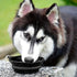 Kytely Large Collapsible Dog Bowls 2 Pack, 34oz Portable Dog Water Food Bowl with Clasp for Traveling