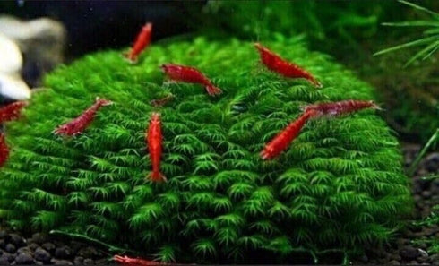 Generic 10 Pack Freshwater Aquarium Shrimp: Red Cherry Shrimp