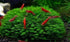 Generic 10 Pack Freshwater Aquarium Shrimp: Red Cherry Shrimp