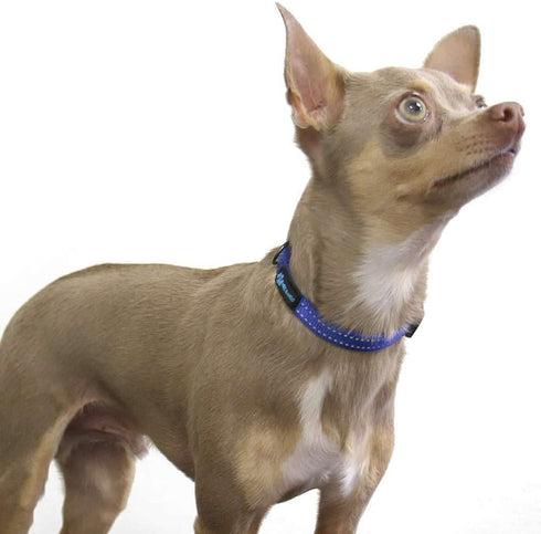 Max and Neo NEO Nylon Buckle Reflective Dog Collar - We Donate a Collar to a Dog Rescue for Every Collar Sold (X-Small,
