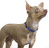 Max and Neo NEO Nylon Buckle Reflective Dog Collar - We Donate a Collar to a Dog Rescue for Every Collar Sold (X-Small,