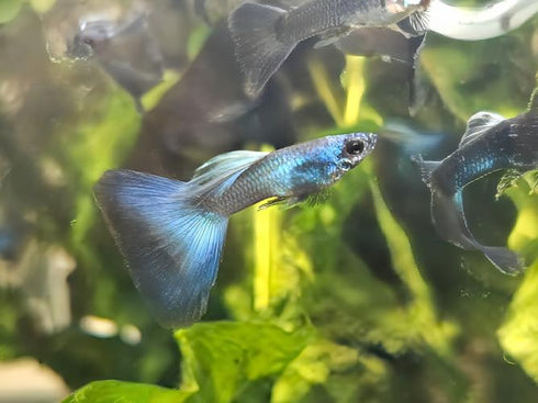 Generic 1 Trio Blue Moscow Live Guppy Fish VIP Grade A, +2 Free