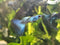 Generic 1 Trio Blue Moscow Live Guppy Fish VIP Grade A, +2 Free