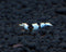 Crystal Black S Grade Live Freshwater Aquarium Shrimp - 1/4 to 1/2