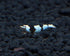 Crystal Black S Grade Live Freshwater Aquarium Shrimp - 1/4 to 1/2
