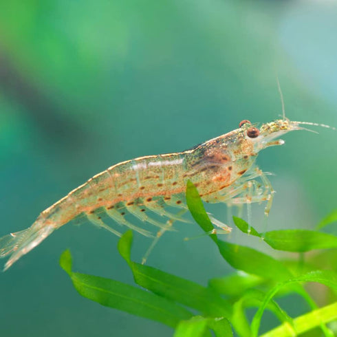 Neat&Tidy Amano Shrimp Small - 10 pack - live beautiful freshwater Aquarium Shrimp