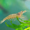 Neat&Tidy Amano Shrimp Small - 10 pack - live beautiful freshwater Aquarium Shrimp