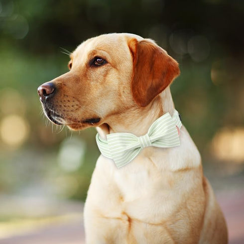ARING PET Dog Collar - Cute Green Collar with Bow, Adjustable Summer Bowtie for Small Medium Large Dogs with Metal