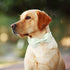 ARING PET Dog Collar - Cute Green Collar with Bow, Adjustable Summer Bowtie for Small Medium Large Dogs with Metal