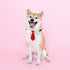 Dog Collar, Soft Polyester Bow Tie with Metal Buckle for Large, Medium, Small Boys Cat Dog Tie (Medium, Red/White)