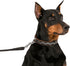 CollarDirect Studded Dog Collar - Leather Pet Collars for Dogs - Soft Padded - Brown Black (Black, Neck fit 23" - 26")