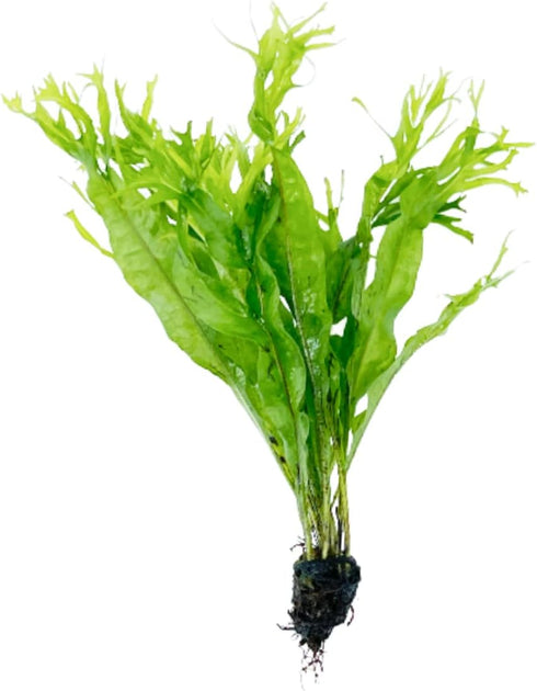PLANTEREST BUY2GET1FREE Java Fern Windelov Microsorum Pteropus Loose US Grow Live Aquarium Plant Tropical Freshwater