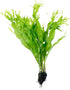 PLANTEREST BUY2GET1FREE Java Fern Windelov Microsorum Pteropus Loose US Grow Live Aquarium Plant Tropical Freshwater