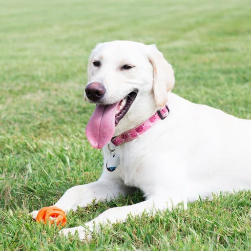 Chuckit Air Fetch Ball Dog Toy, Extra Large 3.5 Inch Diameter for Dogs Over 100 lbs