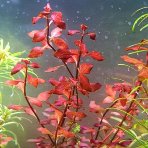 5 7 Super Red Ludwigia Aquarium Plants Live, Live Aquarium Tanks Ludwigia Aquatic Plants, No Root, to Stems, Live