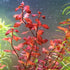 5 7 Super Red Ludwigia Aquarium Plants Live, Live Aquarium Tanks Ludwigia Aquatic Plants, No Root, to Stems, Live