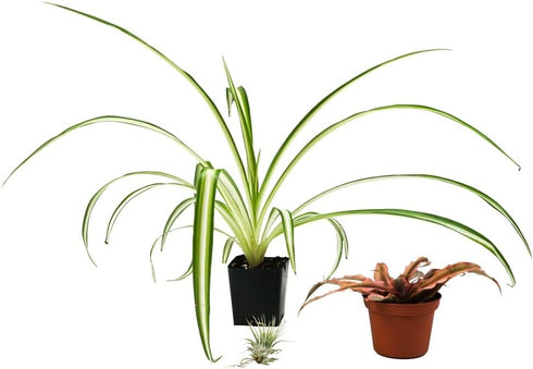 Josh's Frogs 18x18x18 (20 Gallon) Hermit Crab Vivarium Bioactive Plant Kit