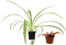 Josh's Frogs 18x18x18 (20 Gallon) Hermit Crab Vivarium Bioactive Plant Kit