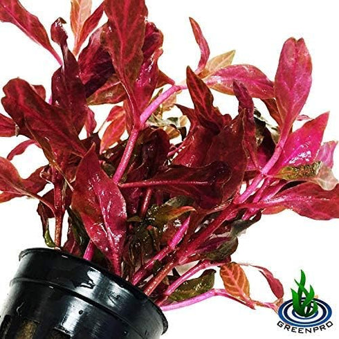 (Alternanthera Reineckii VAR. Rosanervig) Greenpro Alternanthera Reineckii Potted Live Aquarium Plants Easy Super Red