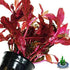 (Alternanthera Reineckii VAR. Rosanervig) Greenpro Alternanthera Reineckii Potted Live Aquarium Plants Easy Super Red