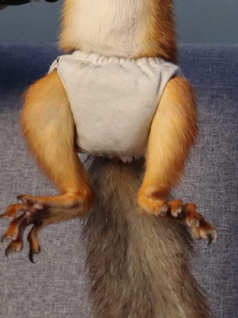 WCDJOMOP (3.9" 6.3"), Reusable Washable Squirrel Diapers, Highly Absorbent with Strong & Flexible Pants No Leak