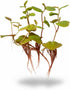 Plants(100+ 8 oz Red Root Floater Live Aquarium Leaves) Phyllanthus Fluitans, Cup