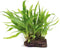 Java Fern Planted on plate - Easy Low Light Aquatic Plant