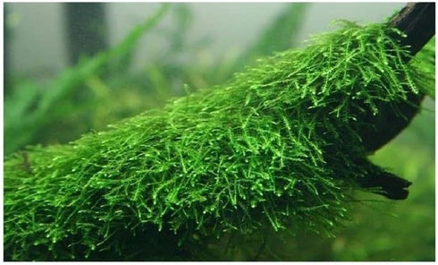 Marcus Fish Tanks Java Moss Taxiphyllum Barbieri Live Aquarium Moss Aquatic Plants