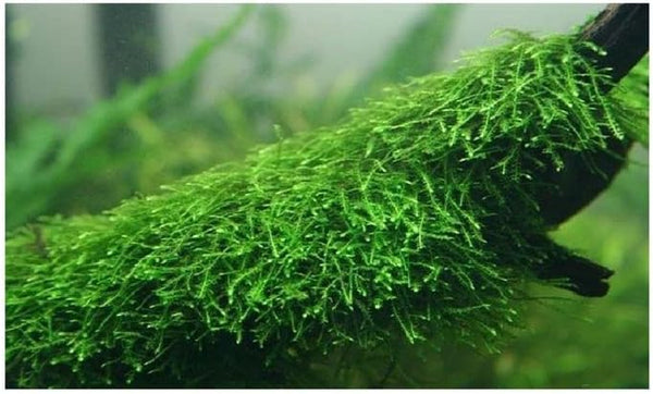 Marcus Fish Tanks Java Moss Taxiphyllum Barbieri Live Aquarium Moss Aquatic Plants