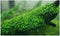 Marcus Fish Tanks Java Moss Taxiphyllum Barbieri Live Aquarium Moss Aquatic Plants