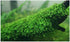 Marcus Fish Tanks Java Moss Taxiphyllum Barbieri Live Aquarium Moss Aquatic Plants