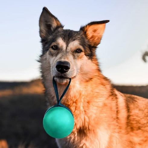 Barkbox Super Chewer Rope Dog Toy for Aggressive Chewers with Reinforced Strap (Tailspin - Large)