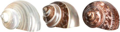 Hermit Crab Shells | Turbo Shells, 1 Brown, 1 Banded, 1 White Pearlized, 1.75"-2" for Décor