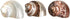 Hermit Crab Shells | Turbo Shells, 1 Brown, 1 Banded, 1 White Pearlized, 1.75"-2" for Décor
