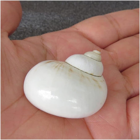 UHRLGHS 3-6cm 2pc Conch Shell Hermit Crab Replacement Shell Home Decoration Ornaments Fish Tank Aquarium Landscaping