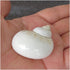 UHRLGHS 3-6cm 2pc Conch Shell Hermit Crab Replacement Shell Home Decoration Ornaments Fish Tank Aquarium Landscaping