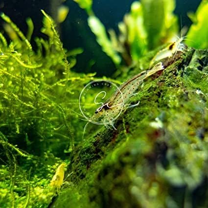 Swimming (10, BL00DY Creatures Freshwater Aquarium Shrimp - A Perfect Combo to Brighten Your Aquarium! Premium Mary)